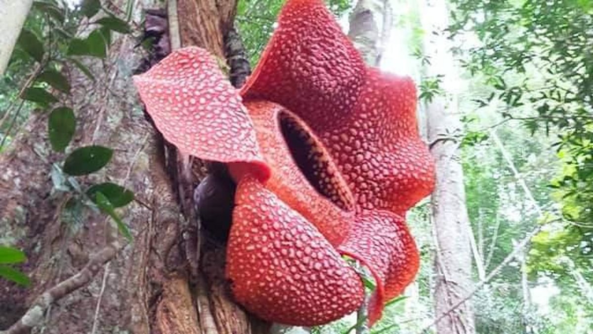 Desa Selamat Sudiarjo Rejang Lebong Jadi Lokasi Mekarnya Rafflesia Arnoldii