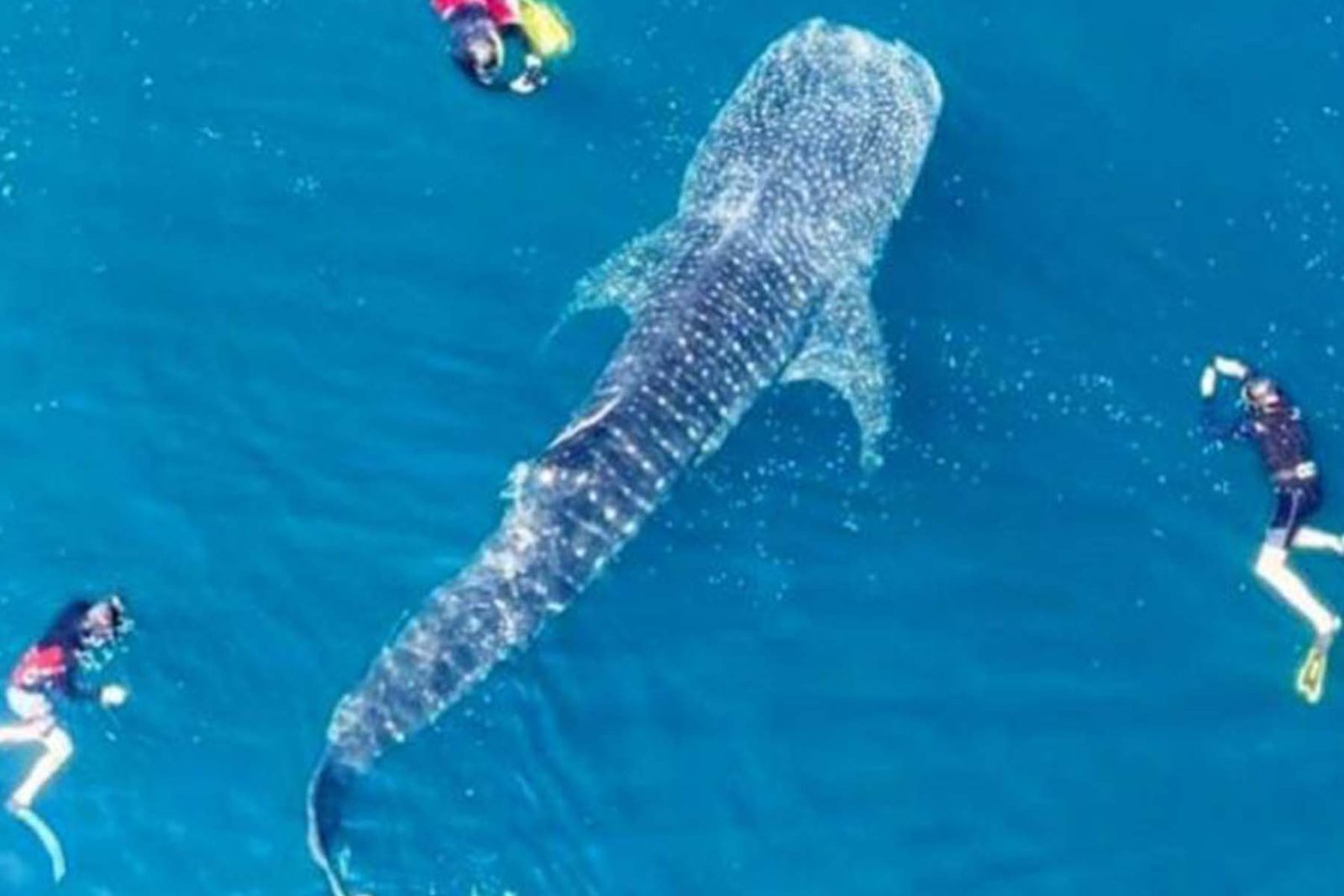 Teluk Saleh, NTB Jadi Kandidat Lokasi Melahirkan Hiu Paus Terbesar di Dunia