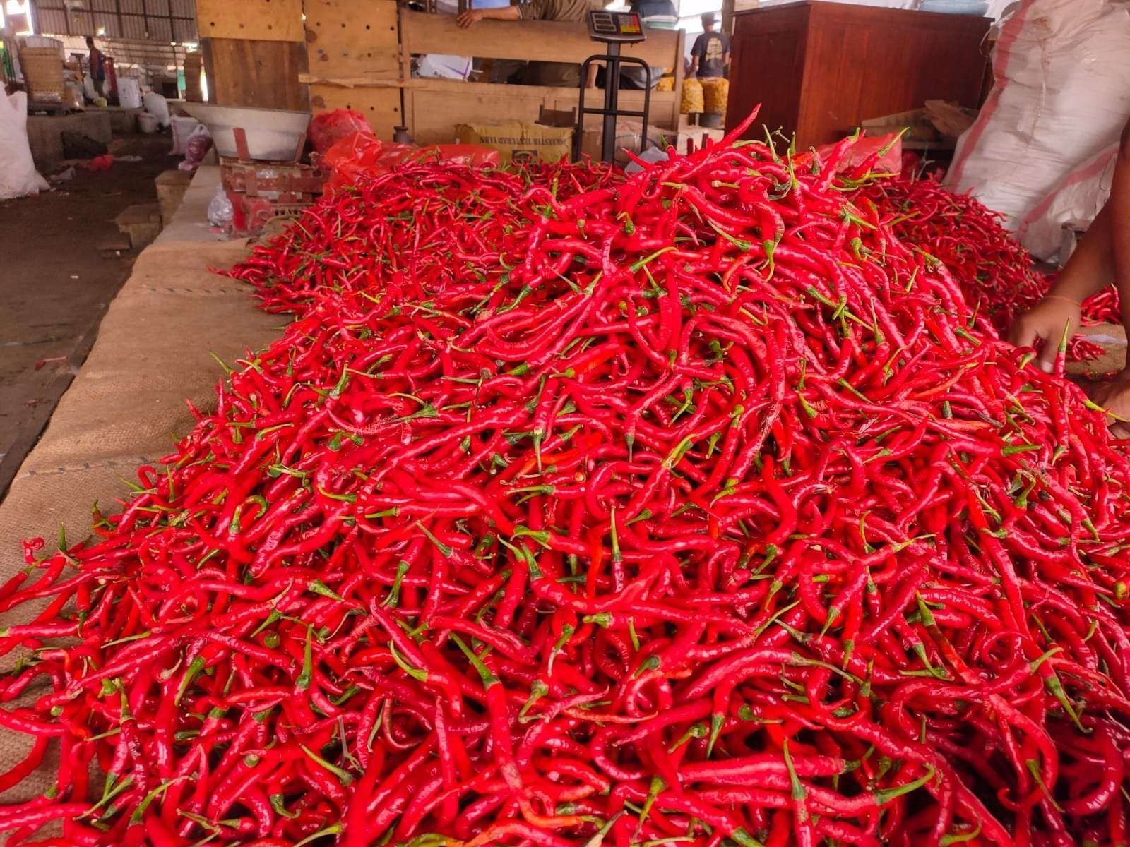 Mentan Amran Sulaiman Serap 40 Ton Cabai Aceh untuk Stabilkan Harga dan Lindungi Petani