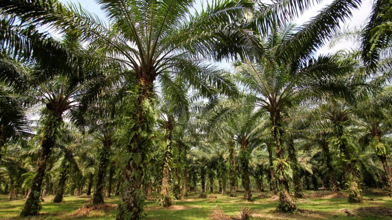 APKASINDO Desak Pemprov Jabar Evaluasi Larangan Penanaman Sawit