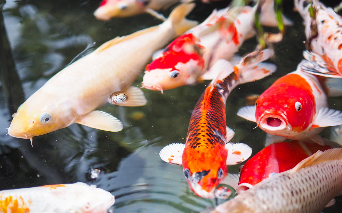 Tips Merawat Ikan Koi Agar Tetap Sehat dan Tidak Mudah Sakit