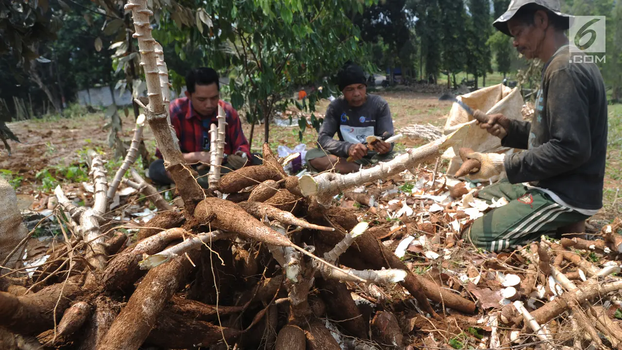 Harga Singkong Petani Tembus Rp3.000 per Kg, Pemerintah Buka Peluang Ekspor