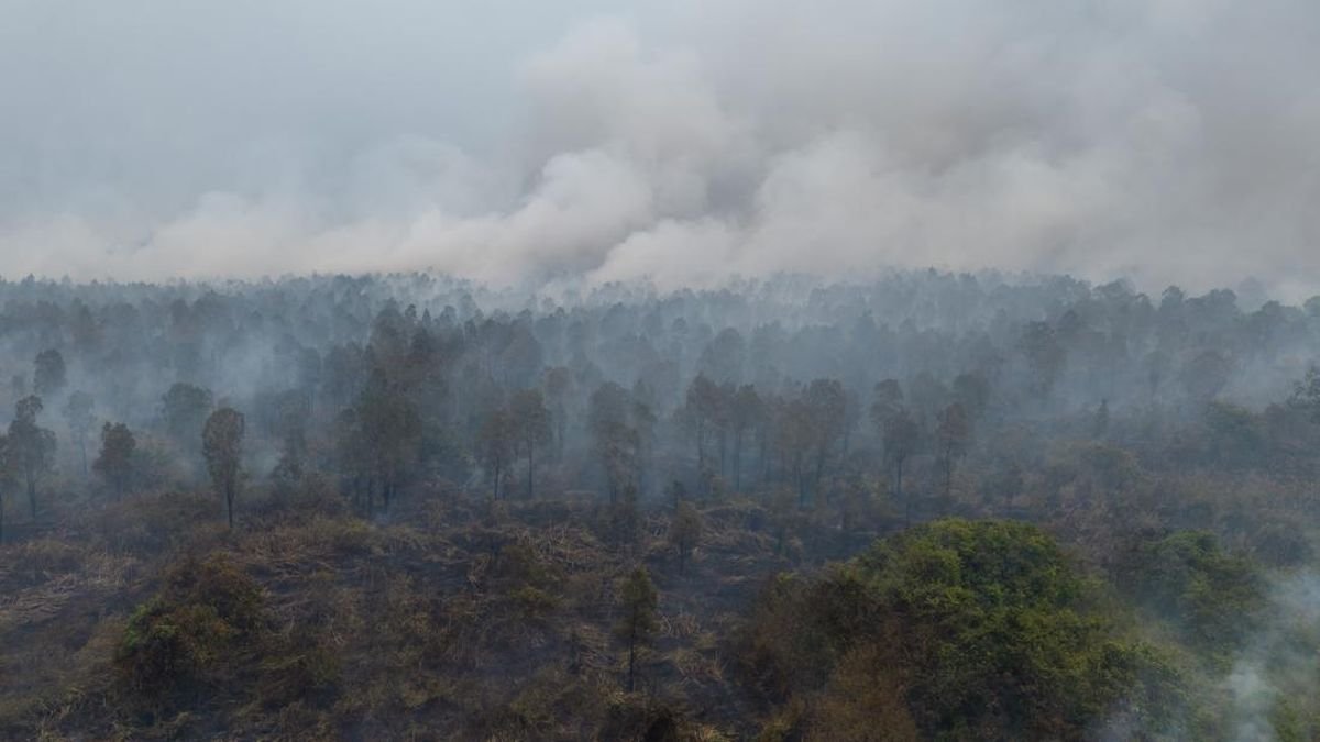 Bupati Mimika Minta BNPB Turun Tangan, ISPA Meningkat dan Penerbangan Terganggu